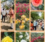 尼崎緑化公園協会の取り組み「バラ散策」